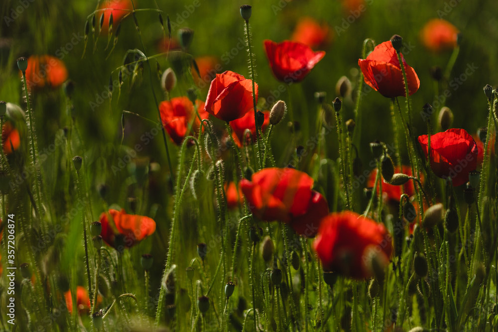 Obraz premium czerwone maki w polu