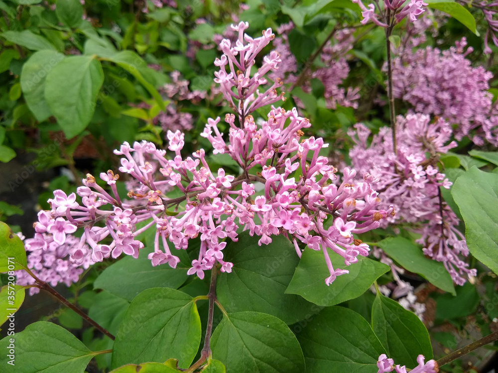 Syringa pubescens subsp. julianae 'George Eastman' Syringa pubescens subsp. julianae 'George Eastman'