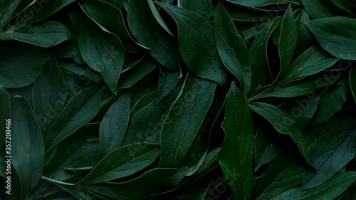 First dry leaves, after spraying with water become wet. The leaves dark green color sprayed with water, full frame, used as background