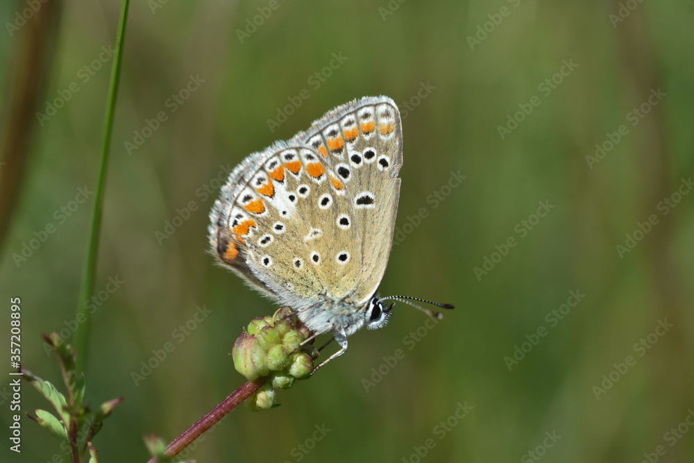 Chapman's blue butterfly, Polyommatus thersites. Common blue butterfly close-up Chapman's blue butterfly, Polyommatus thersites. Common blue butterfly close-up