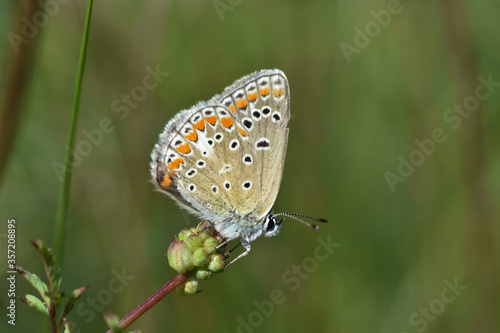 Wallpaper Mural Chapman's blue butterfly, Polyommatus thersites. Common blue butterfly close-up Torontodigital.ca