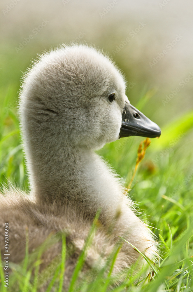 Portrait of a very small and fluffy little fledgling of a swan, just squabbed, newborn, in profile with many details Portrait of a very small and fluffy little fledgling of a swan, just squabbed, newborn, in profile with many details