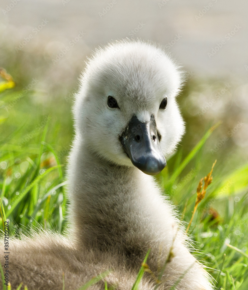 Portrait of a very small and fluffy little swan, just squabbed, newborn, looking directly into the camera with many details Portrait of a very small and fluffy little swan, just squabbed, newborn, looking directly into the camera with many details