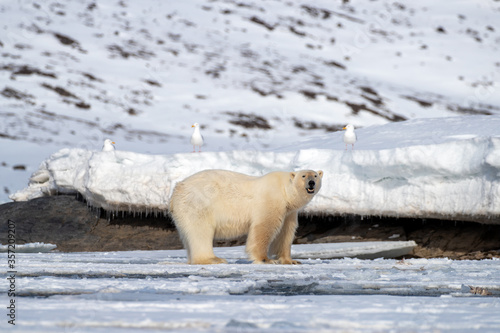 Polar bear and glacous gulls in Svalbard