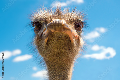 Tableau sur toile Head of ostrich on clear sky backdrop