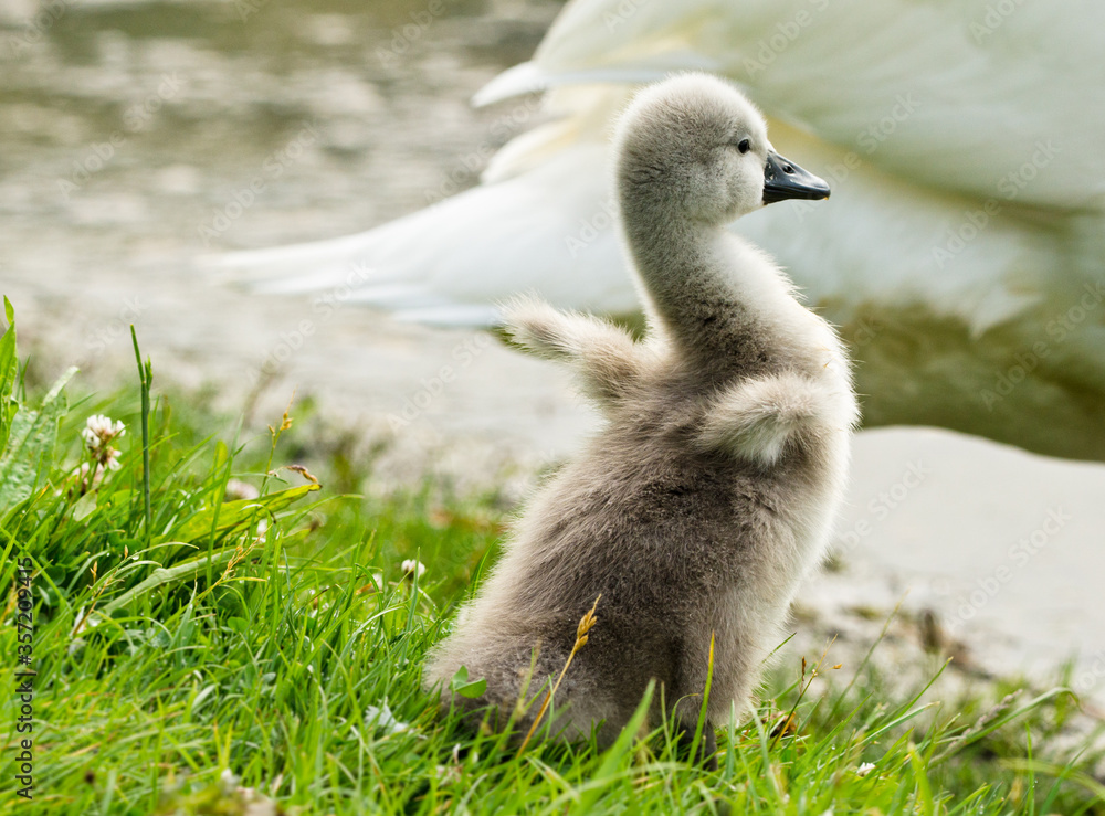 A little fleecy fledgling of a swan spreads it`s tiny wings at the border of a lake A little fleecy fledgling of a swan spreads it`s tiny wings at the border of a lake