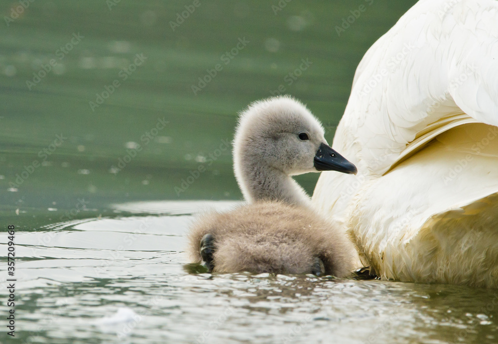 A cute and awesome fledgling of a swan swims near the mother in a lake and looks around A cute and awesome fledgling of a swan swims near the mother in a lake and looks around