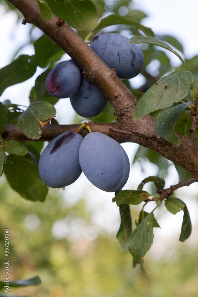 Ripe plums with green leaves on a branch. fresh berries. selective Focus