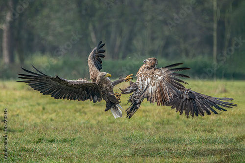 A pair of battling White tailed eagles (Haliaeetus albicilla) appear to be performing karate mid-air. Poland, europe. Fighting eagles. National Bird Poland. 