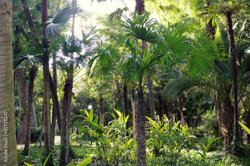 Tropical forest landscape with green palm trees - warm wallpaper 