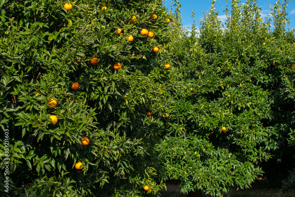 Juicy orange behind green leaves on a tree