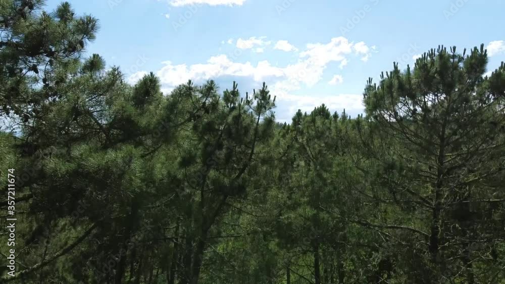 aerial video descending from the tops of trees in a forest to the ground aerial video descending from the tops of trees in a forest to the ground