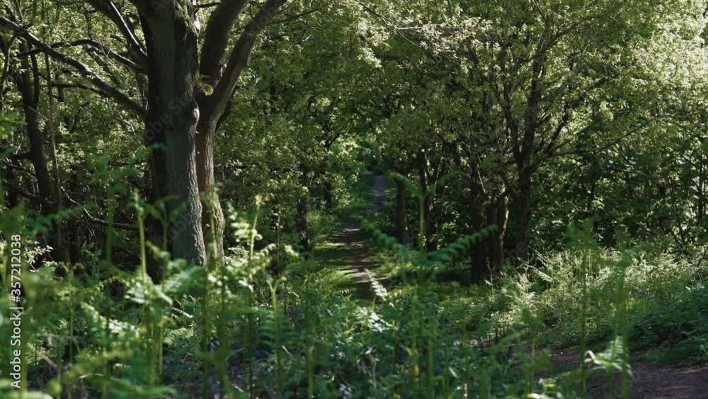 A secluded walking path through woodland with shallow focus foreground A secluded walking path through woodland with shallow focus foreground