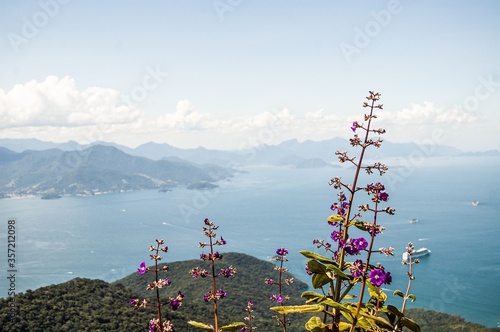 Scenic view of purple flowers on top of a mountain in Brazil photo