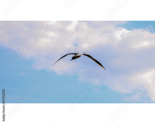 seagull in flight