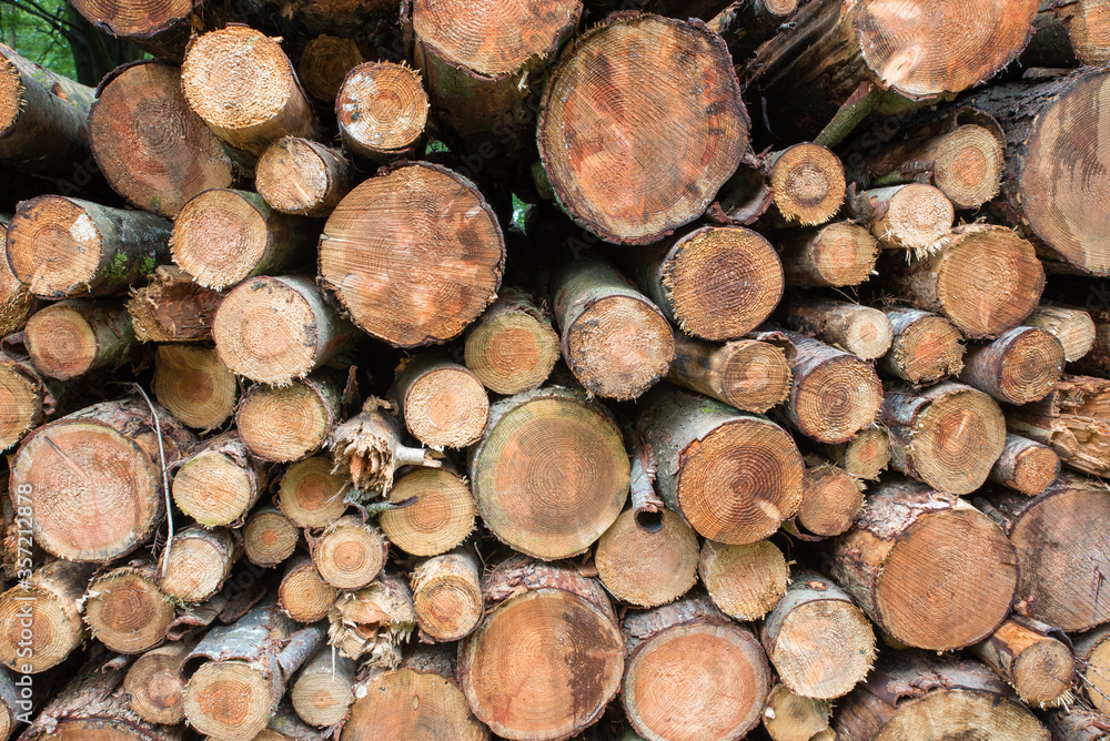 Cut trees from a forest are stacked up in a log pile ready for use. Cut trees from a forest are stacked up in a log pile ready for use.