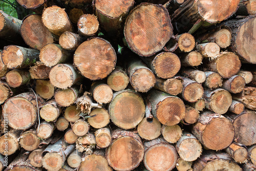 Cut trees from a forest are stacked up in a log pile ready for use.