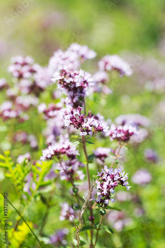 Wallpaper Mural Beautiful bright flower mint. Selective focus, the space in the area blur composition for the production of advertising. Torontodigital.ca