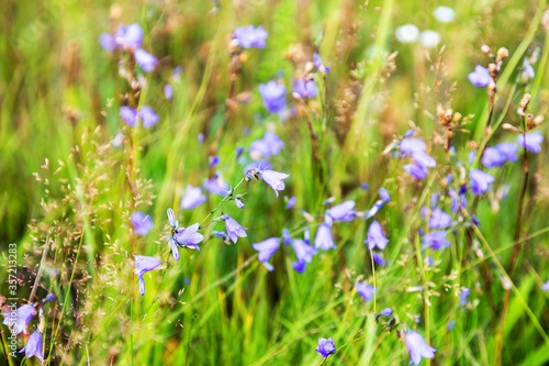 Beautiful bright wildflowers bluebells. Selective focus  space in the zone blurring compositions for the production of advertising.