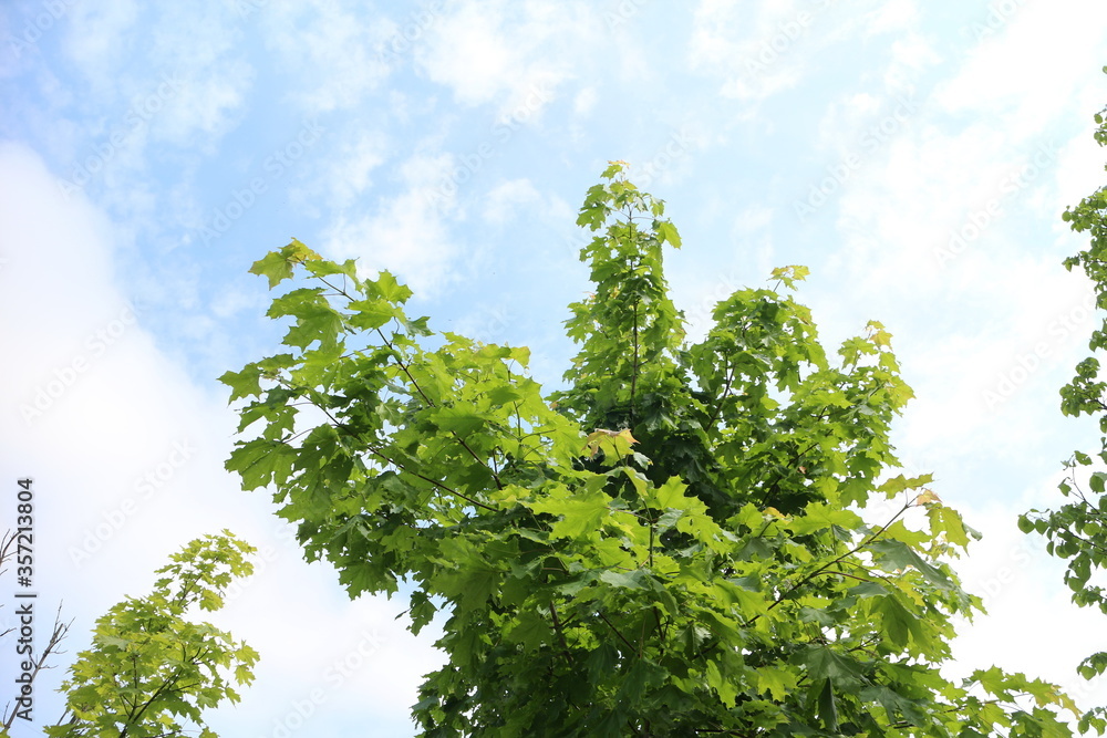 top of a deciduous tree against a blue sky top of a deciduous tree against a blue sky