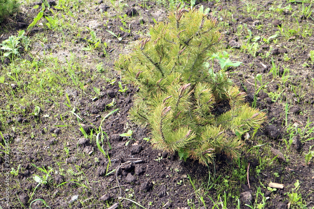small green spruce on the ground small green spruce on the ground