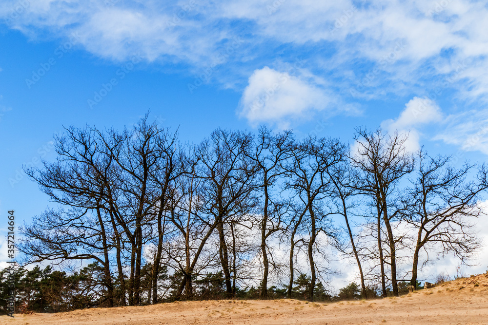 Silhouette of oak trees in a landscape at Soesterduinen near Amersfoort, Netherlands
Silhouette of oak trees in a landscape at Soesterduinen near Amersfoort, Netherlands