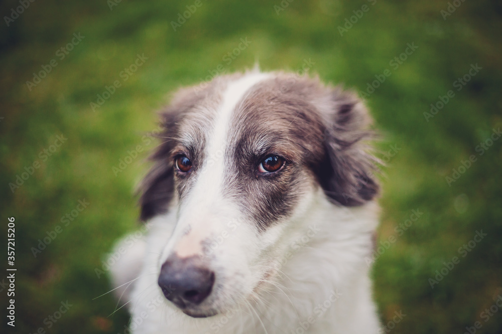 Fototapeta premium portrait of a dog