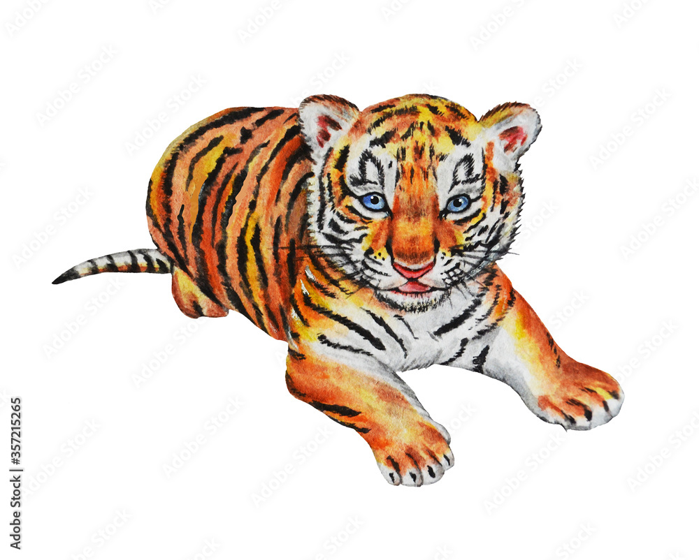 Obraz premium Little tiger isolated on a white background. Watercolor. Illustration. Hand drawn.