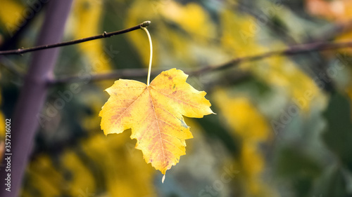 Yellow maple leaf on a tree with a dark blurred background