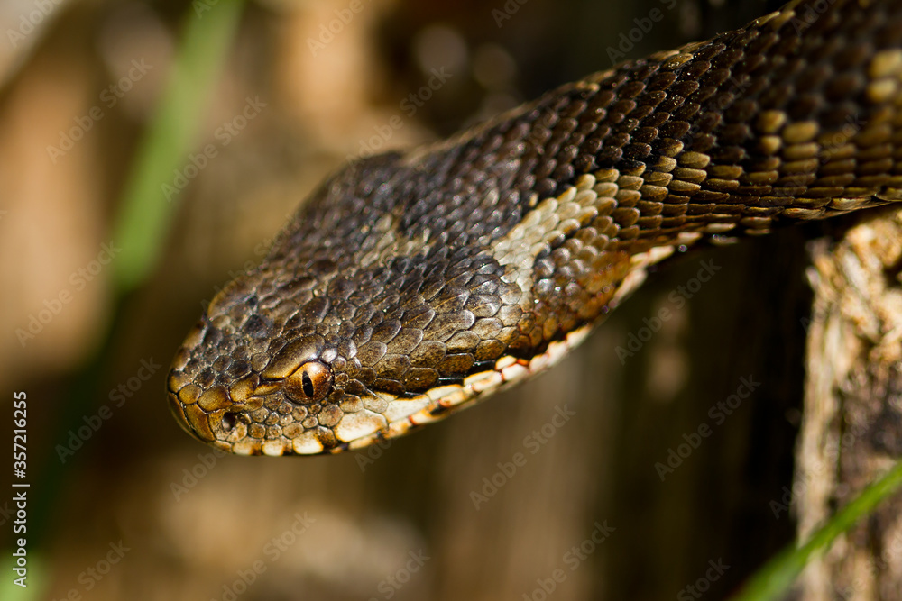 Fototapeta premium Portuguese viper, viper in attack position looking for food