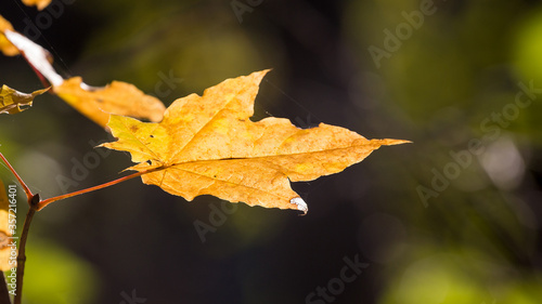 Dry autumn maple leaf on a dark background on a sunny day