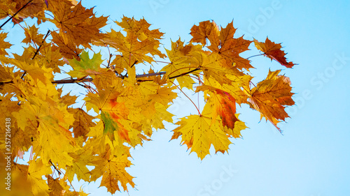 Maple branch with colorful dry autumn leaves on a background of blue sky in sunny weather