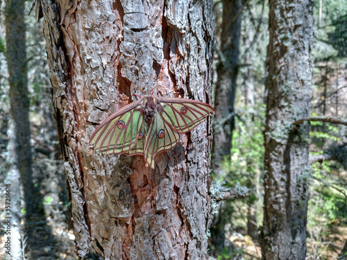 Mariposa isabelina sobre tronco