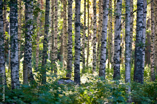 Fototapeta Naklejka Na Ścianę i Meble -  Birch trees