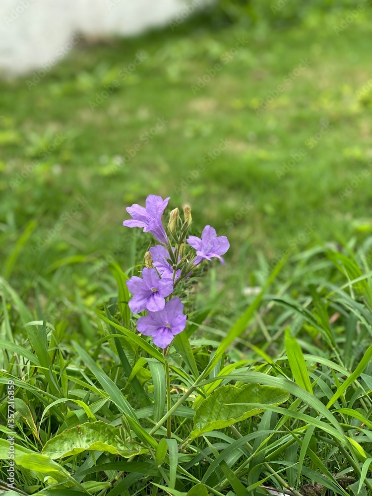 purple flower purple flower