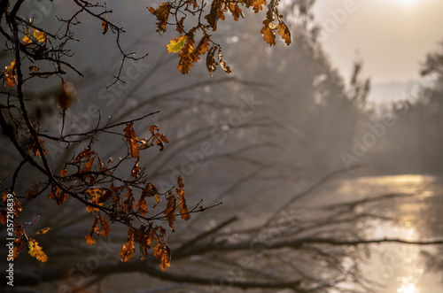Yellow and red leaves on an oak tree lit by the sun against the background of the lake. © vladk213