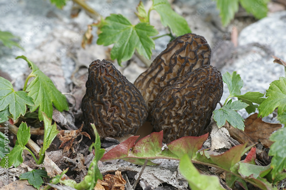 Morchella elata, the Black Morel, wild edible mushroom from Finland Morchella elata, the Black Morel, wild edible mushroom from Finland