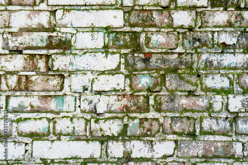 Moss of an old brick wall. Wall of an old destroyed house.