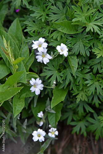 Cerastium,Teppich Hornkraut photo