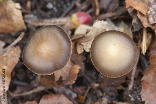 Strobilurus tenacellus, commonly known as the pinecone cap, wild mushroom having antibiotic properties