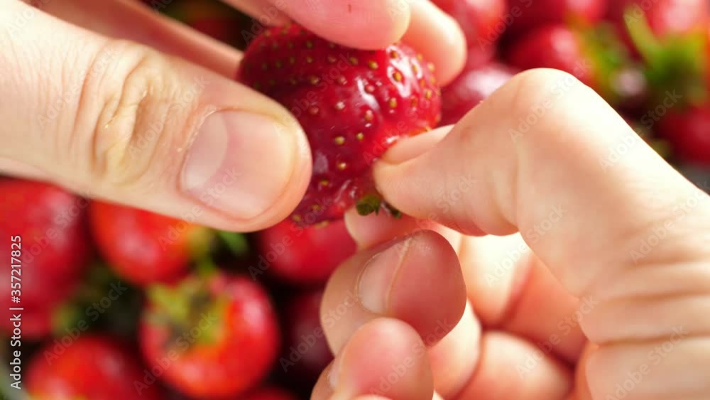 showing how to remove strawberries strawberry stem, stems root showing how to remove strawberries strawberry stem, stems root