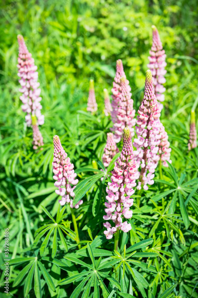 Lupine flowers different colors on the field. Selective focus.
Lupine flowers different colors on the field. Selective focus.