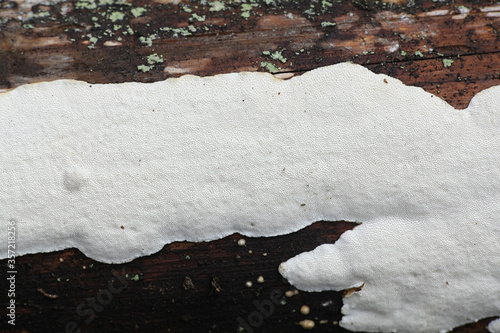 Foto Heterobasidion parviporum (Heterobasidion annosum sensu lato), known as root rot