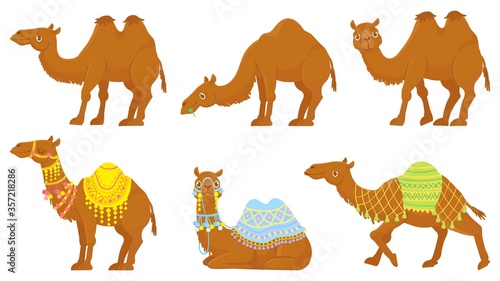 Camels. Wild and domesticated desert caravan animals with saddle. Camel with decorated seat for ride. Isolated on white background cartoon arabian dromedary characters set vector illustration.