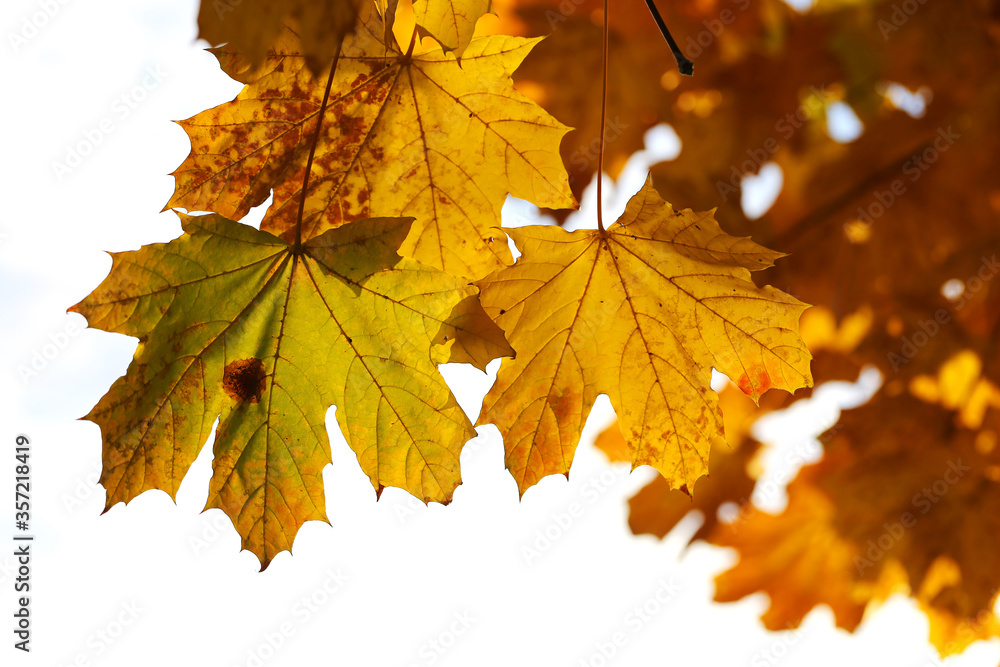 Background group autumn yellow leaves, selective focus, as a background for your project.