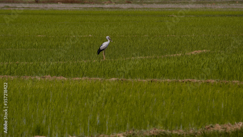 white stork in the rice fields