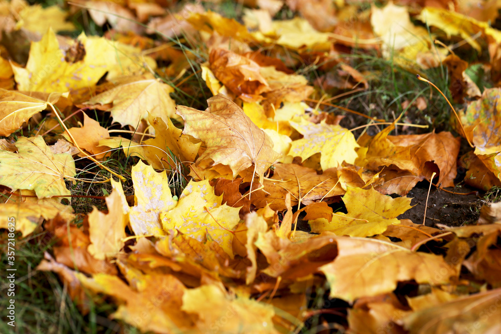 Background group autumn yellow leaves, selective focus, as a background for your project.