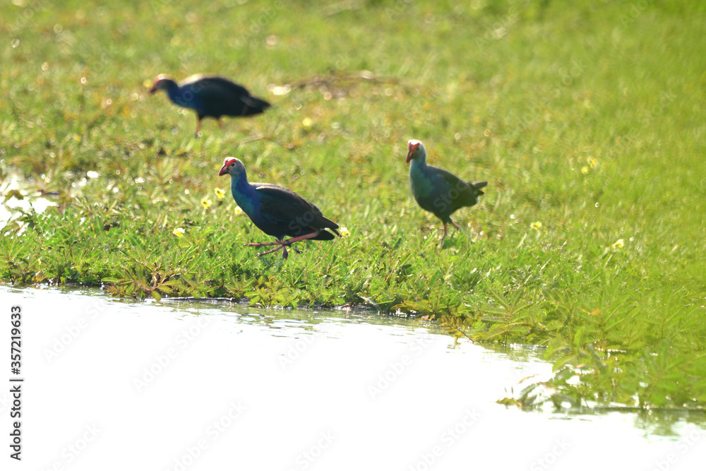 Purple Swamphen on the grass Purple Swamphen on the grass
