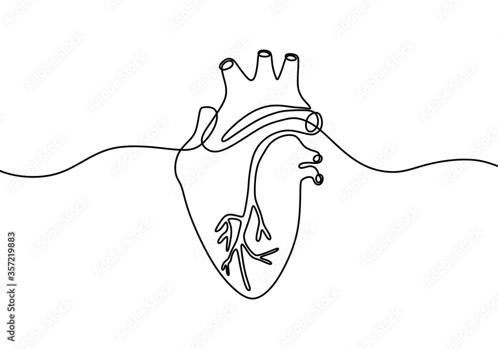 Premium Vector | Human heart drawing anatomical heart drawing-saigonsouth.com.vn