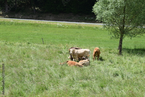 junge Kühe im hohen Gras photo